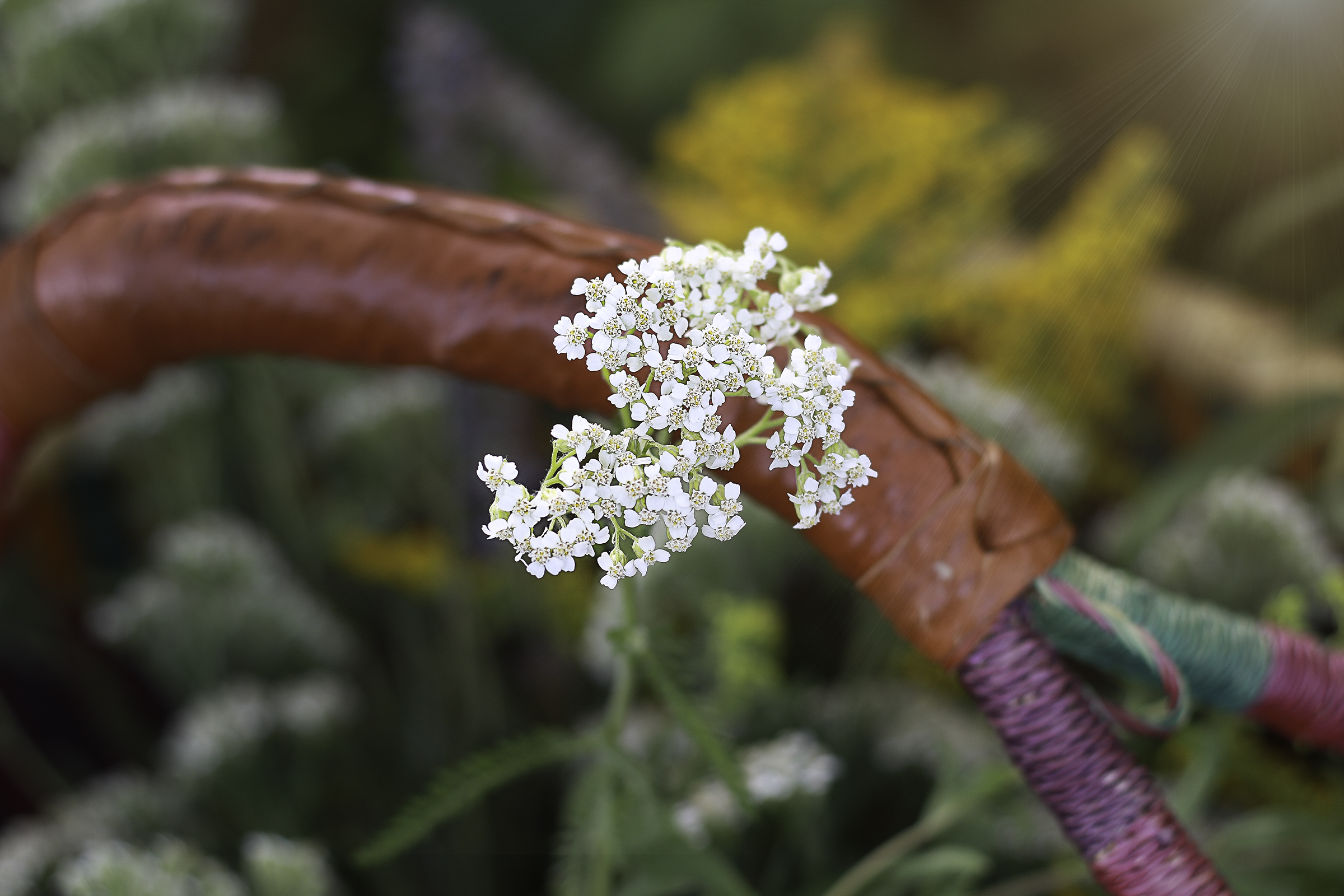 yarrow (1)